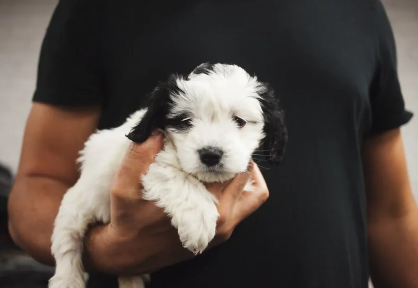 razas-perros-pequenos