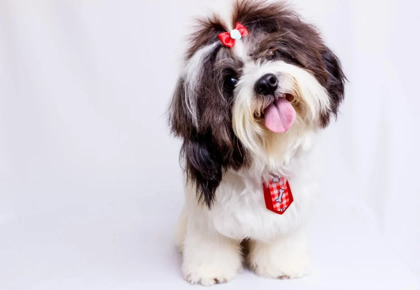 nombre-perro-perfecto