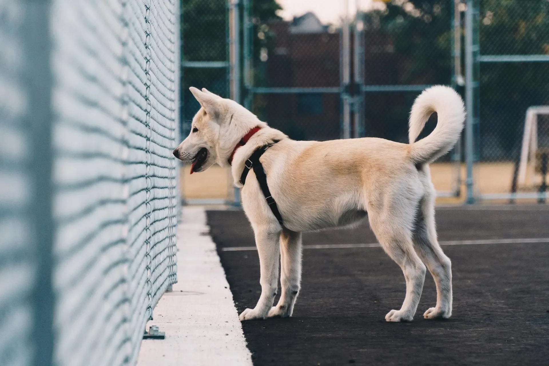 Cortar las Orejas y la Cola de los Perros es Cosa del Pasado