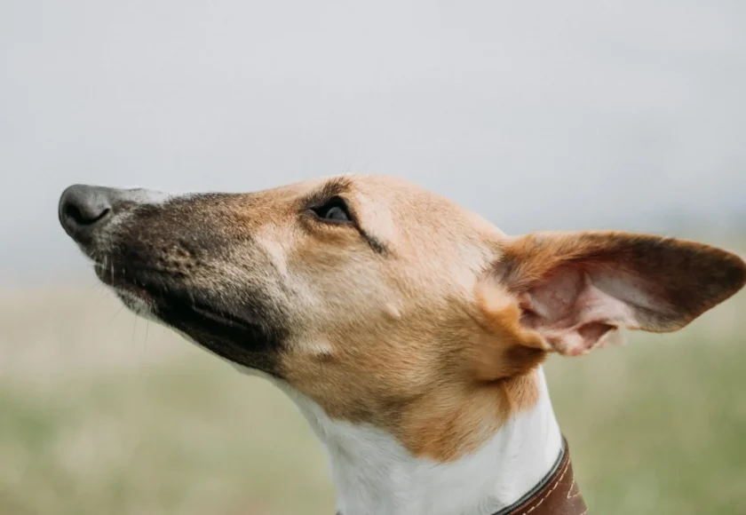 guarderia-canina/cinco-razones-por-las-que-es-bueno-llevar-a-tu-perro-a-guarderia-canina