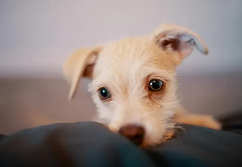 saber-tener-cachorro