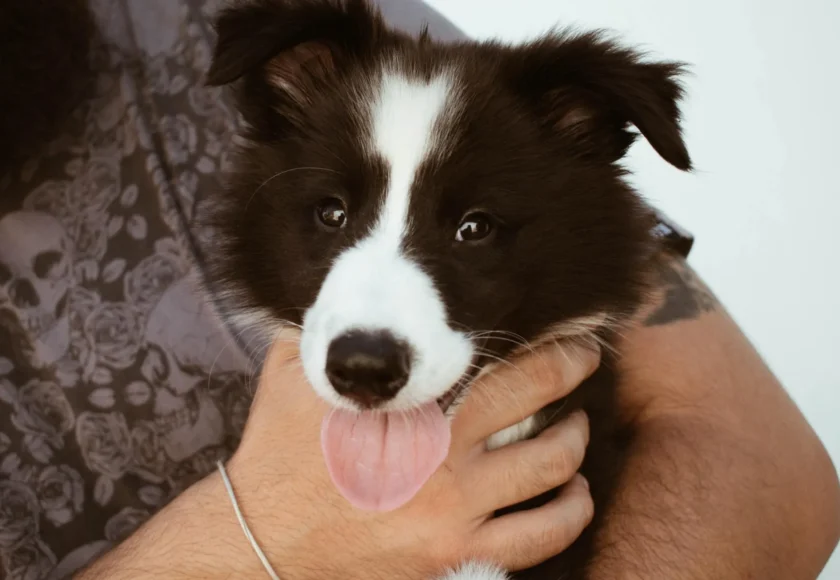 minimizar-tiempo-perro