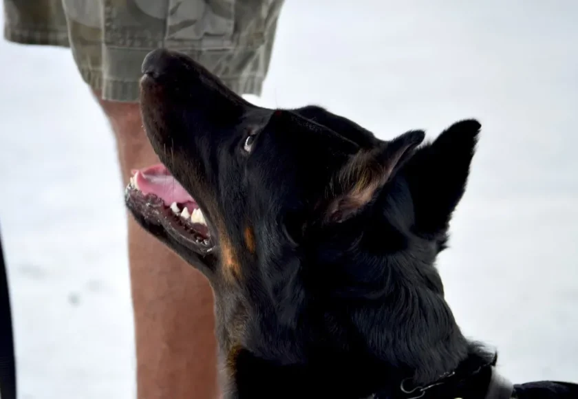 ¿Por Qué Hay Sangre en la Orina de mi Perro?