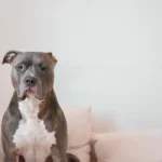 Cómo Hacer que mi Perro no se Suba a la Cama ni al Sofá