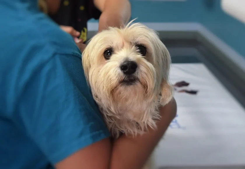 porque-esterilizar-a-los-perros-1920w