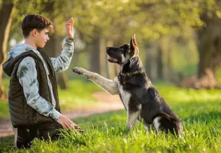 tipos-de-adiestramiento-canino-una-guia-completa