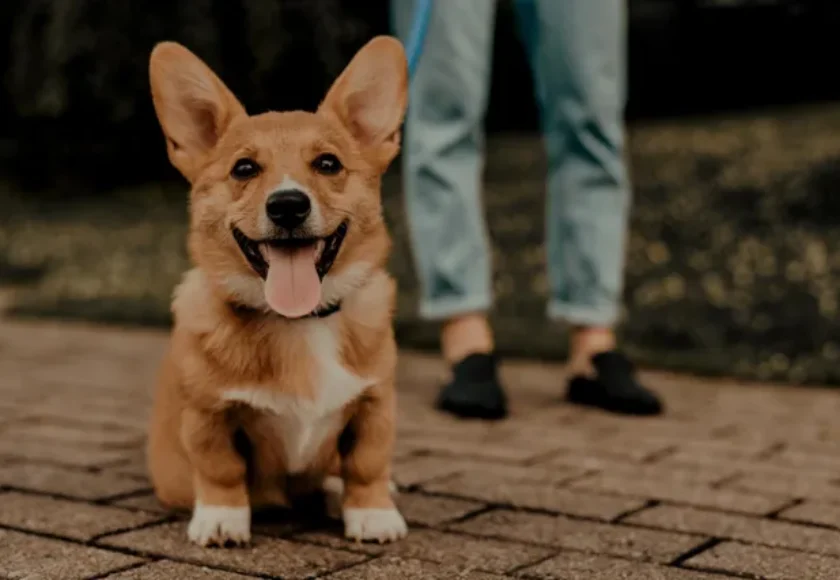 ¿Cómo Cuidar a su Perro Cuando Trabaja Tiempo Completo