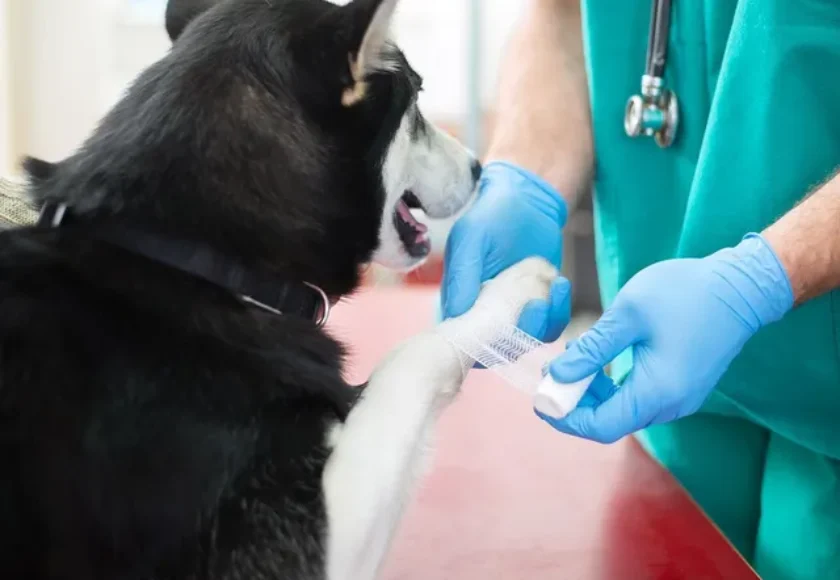¿Cómo Curar una Herida en mi Perro