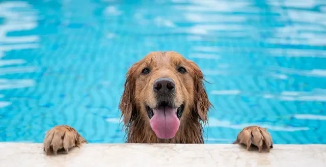 ¿Es Beneficioso Comprar una Piscina para tu Perro en Verano Consideraciones Importantes