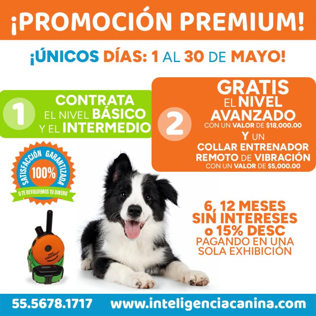 Mayo 2026 Promoción Adiestramiento canino Inteligencia canina
