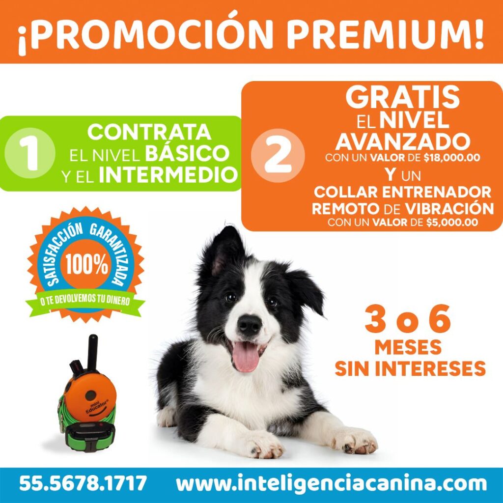 Promociones Inteligencia Canina