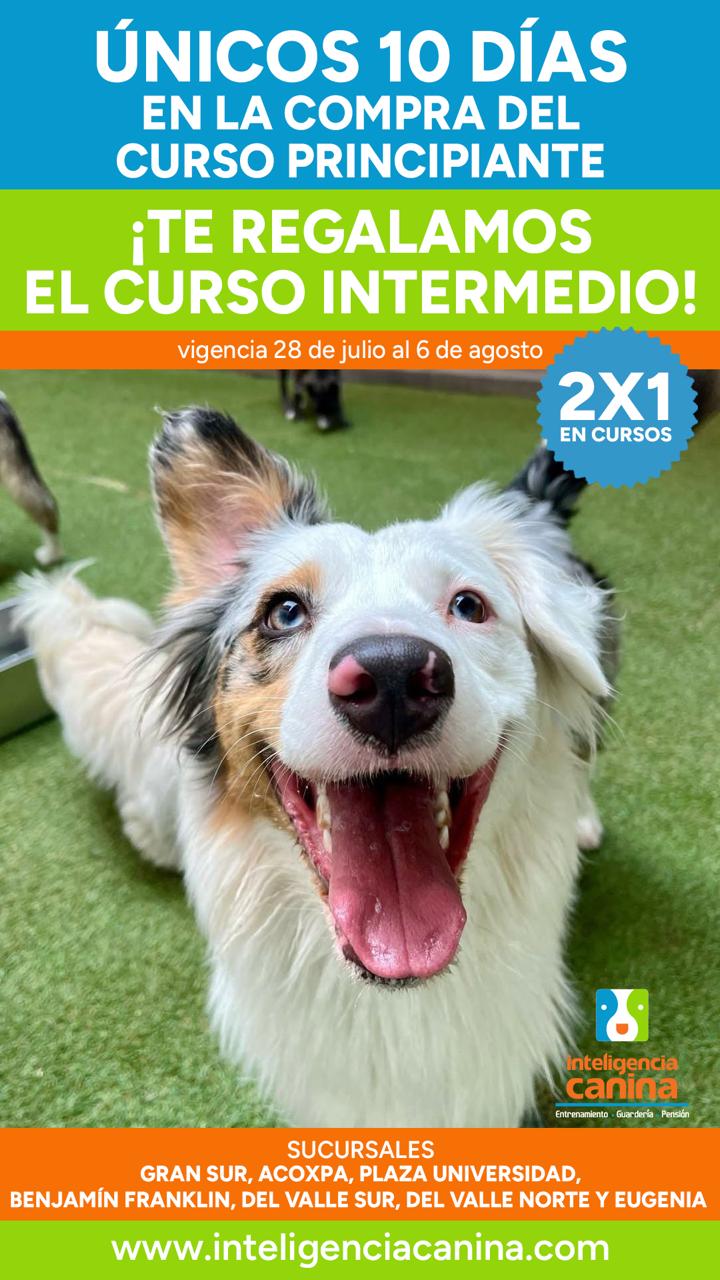 Promociones Inteligencia Canina Agosto 2026