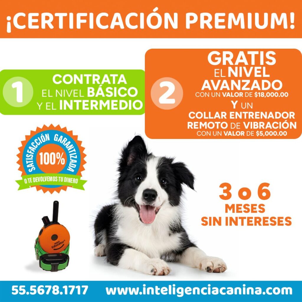 Promoción Adiestramiento Canino 2026