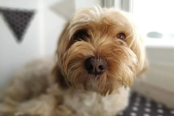 Perros detectan cancer