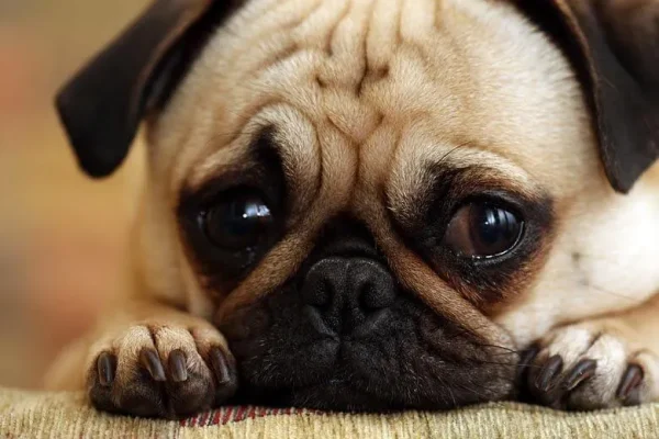 ¿Pueden los perros comer pollo y es realmente bueno para ellos?